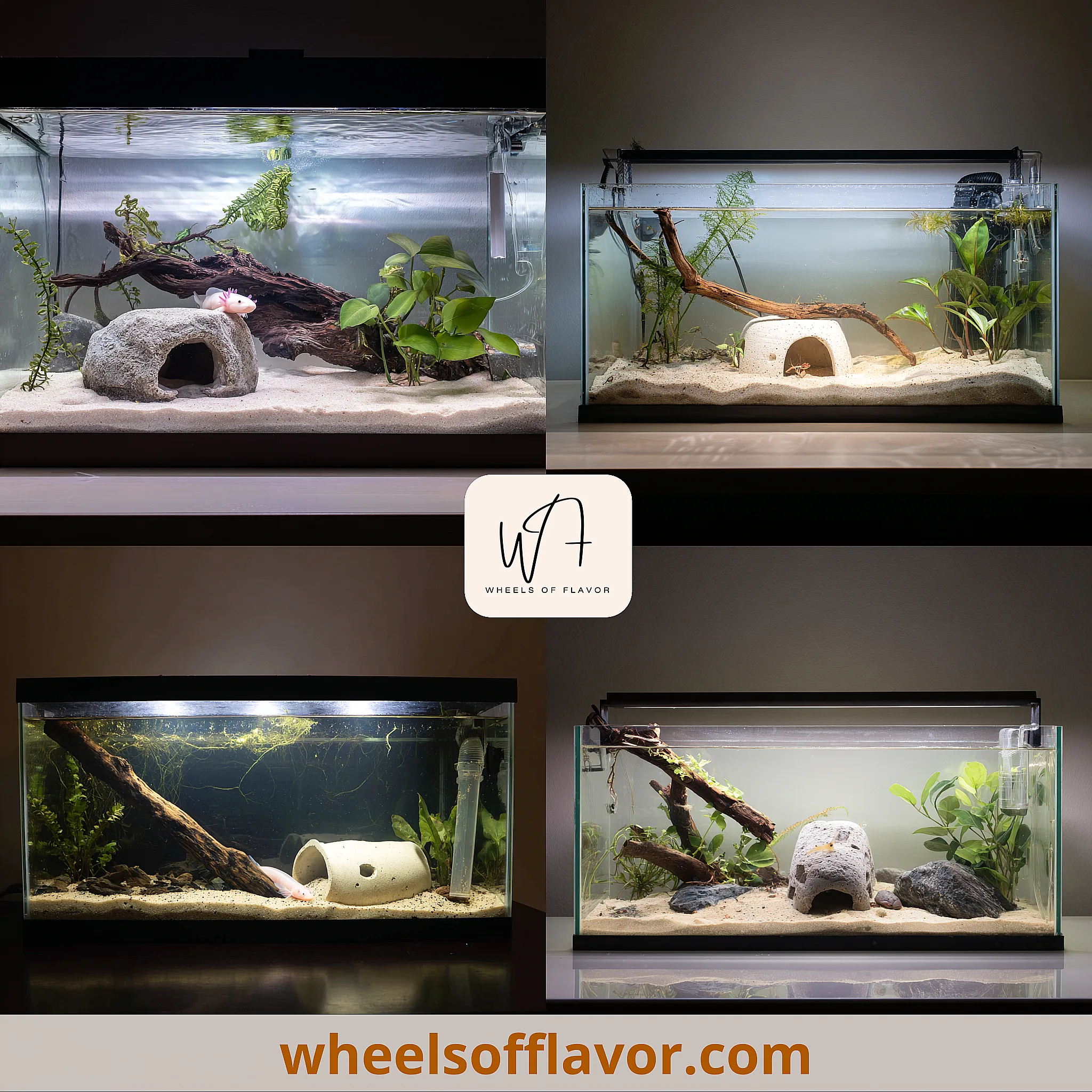 axolotl tank decor ideas